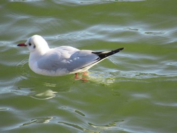 Black-headed Gull 小幡緑地 Sun, 1/14/2024