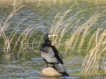 Great Cormorant 小幡緑地 Tue, 5/2/2023