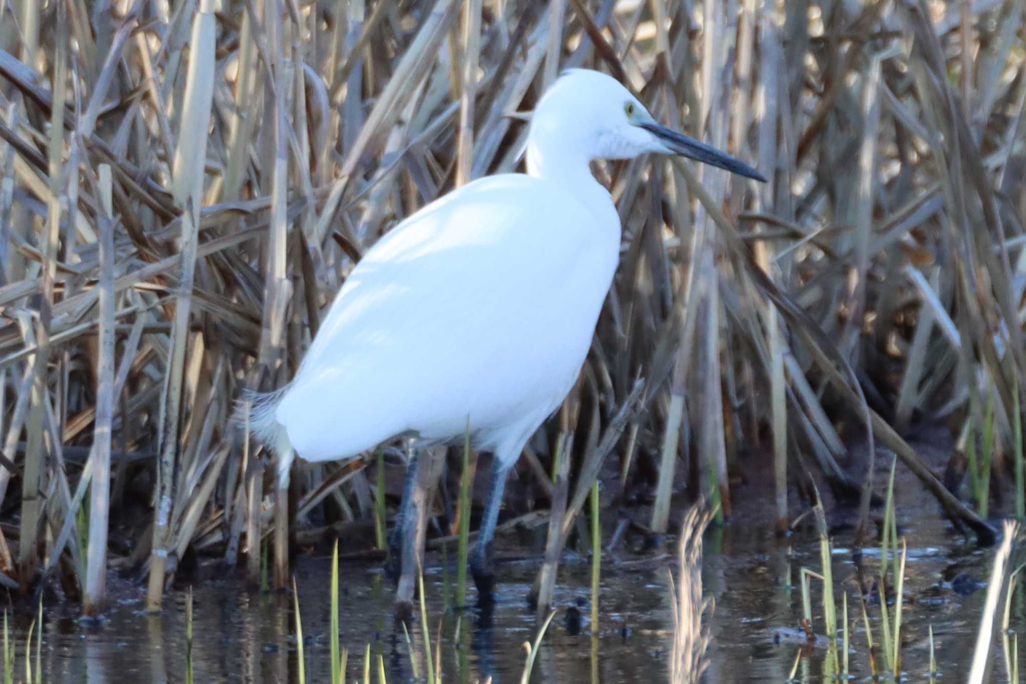 Little Egret