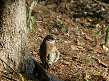 ツグミ 平和の森公園、妙正寺川 2024年3月10日(日)