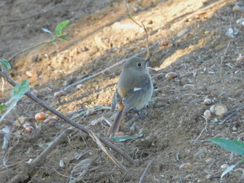 Sun, 3/10/2024 Birding report at 平和の森公園、妙正寺川