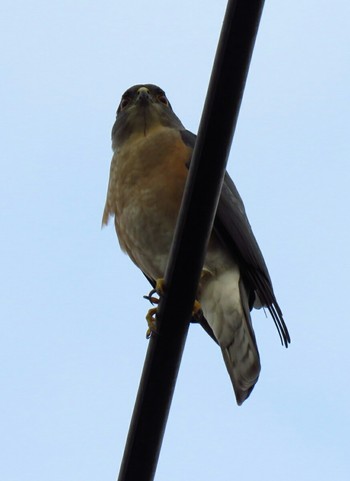 Japanese Sparrowhawk 東京都世田谷区 Mon, 10/8/2018