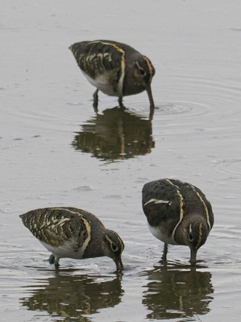 Greater Painted-snipe 平塚田んぼ Fri, 3/8/2024