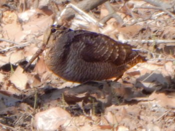 Eurasian Woodcock Maioka Park Sun, 3/10/2024