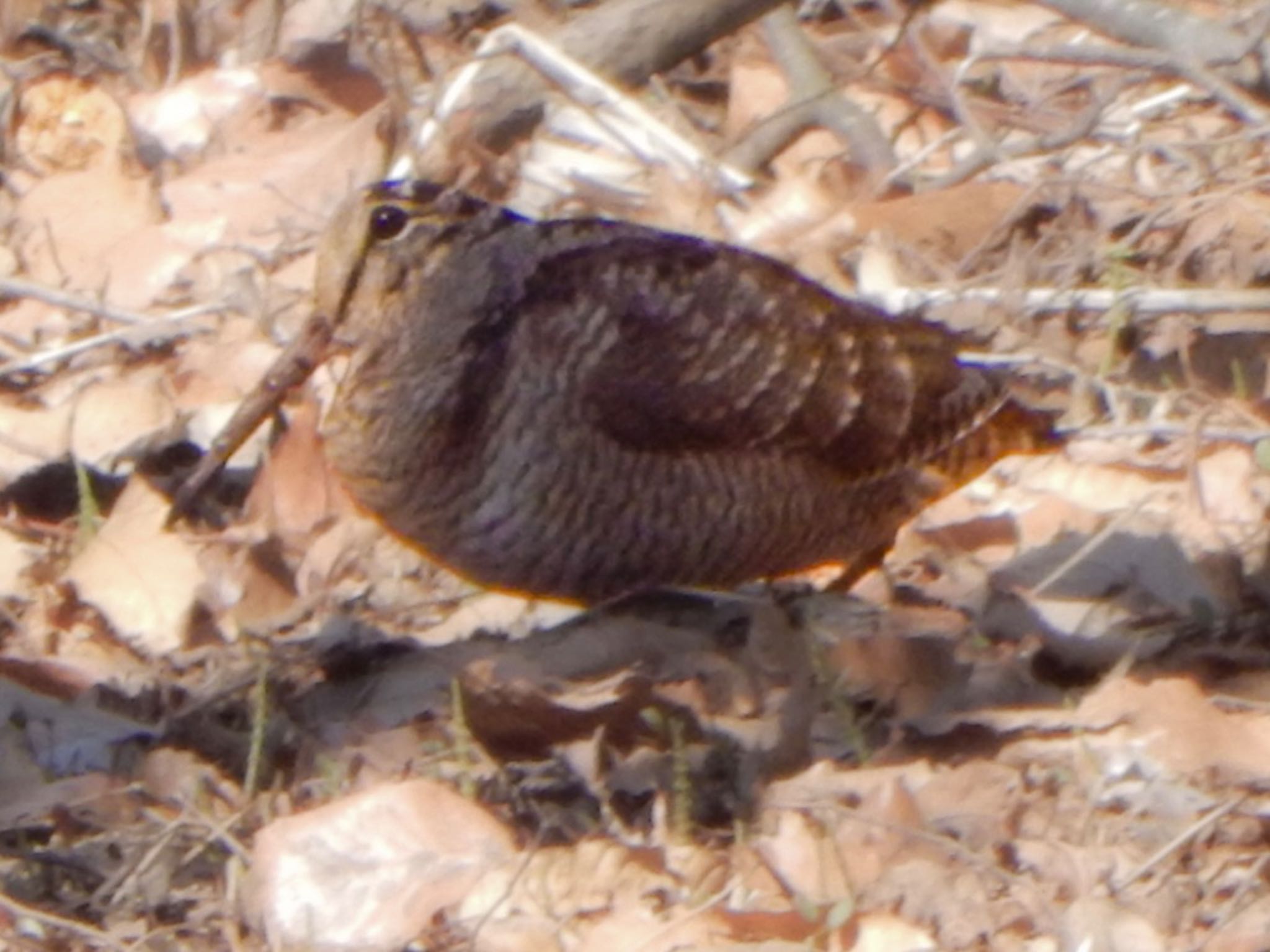 Eurasian Woodcock