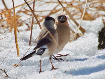 Eurasian Bullfinch(rosacea) 蓑山 Tue, 2/13/2024