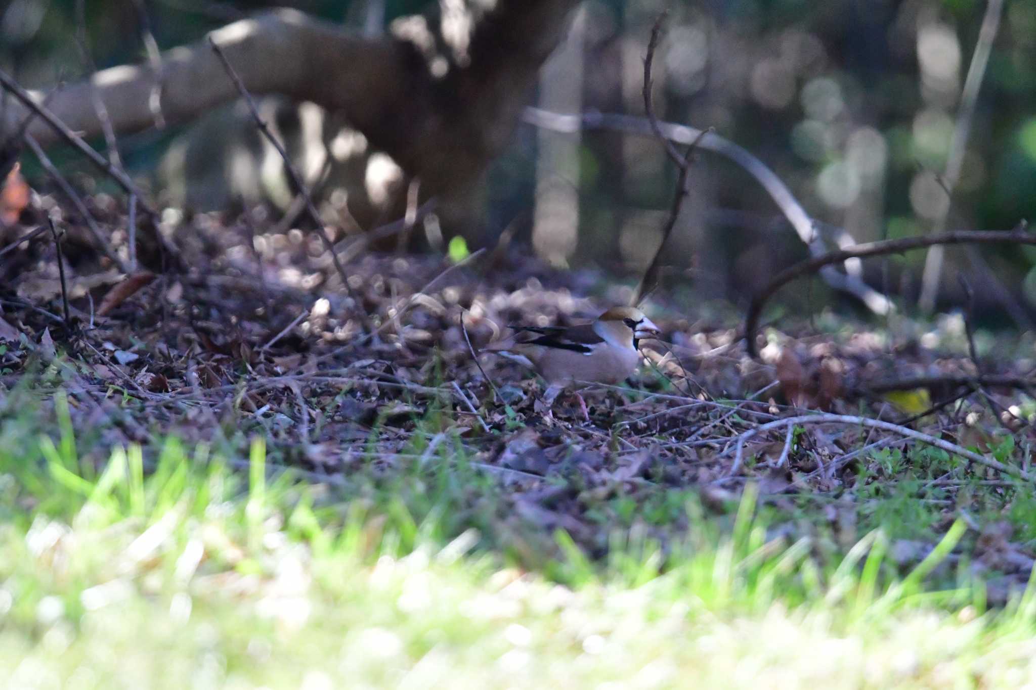 Photo of Hawfinch at 東京都立桜ヶ丘公園(聖蹟桜ヶ丘) by seigo0814