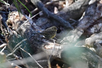 Masked Bunting 東京都立桜ヶ丘公園(聖蹟桜ヶ丘) Sun, 3/10/2024