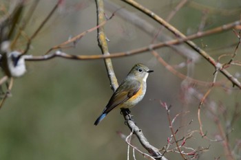 ルリビタキ 東京都立桜ヶ丘公園(聖蹟桜ヶ丘) 2024年3月10日(日)