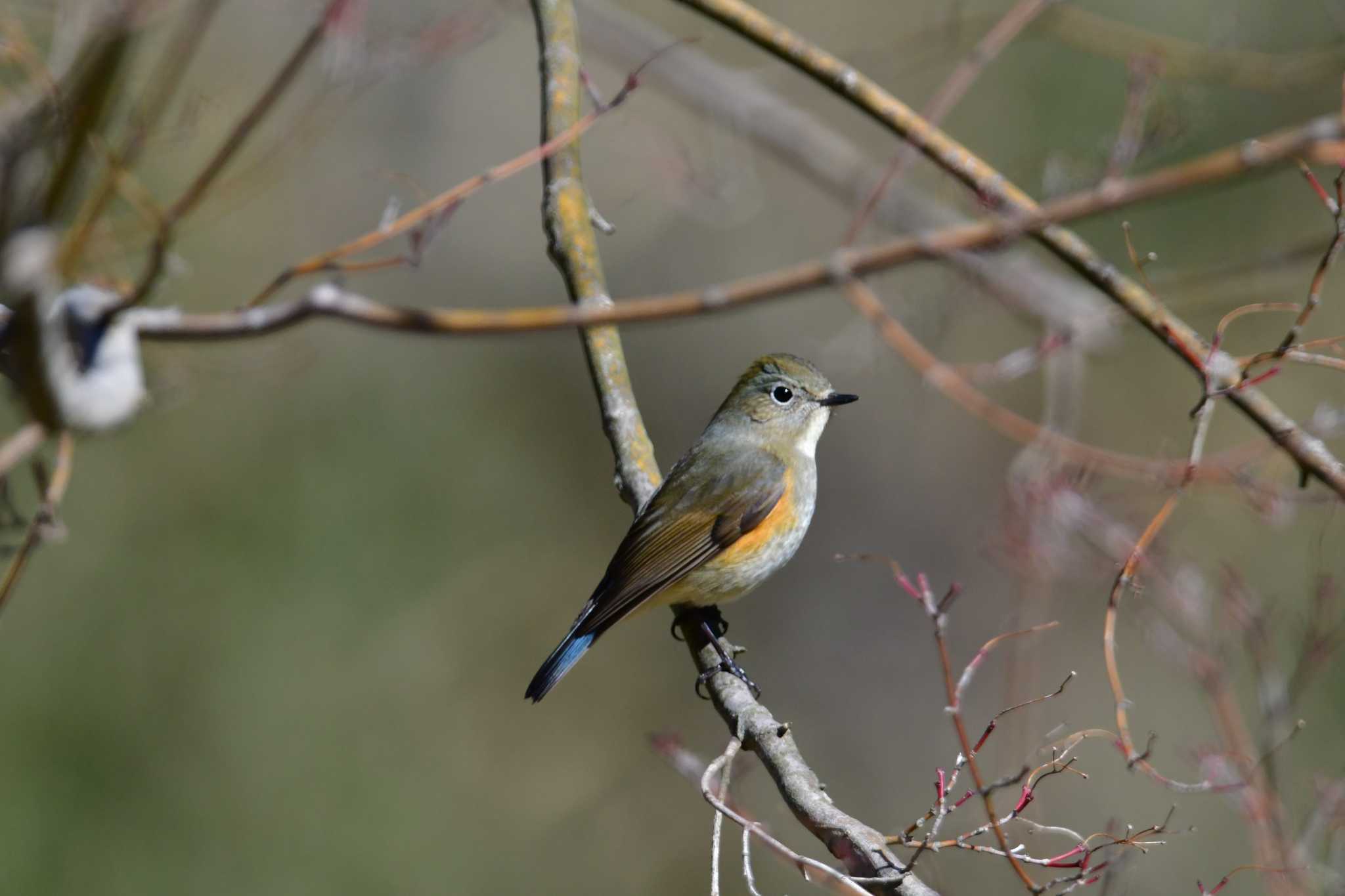 Photo of Red-flanked Bluetail at 東京都立桜ヶ丘公園(聖蹟桜ヶ丘) by seigo0814