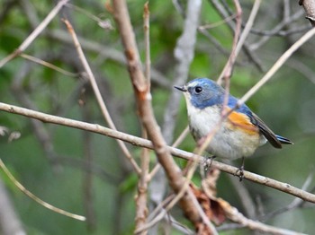 ルリビタキ 馬見丘陵公園 2024年3月9日(土)