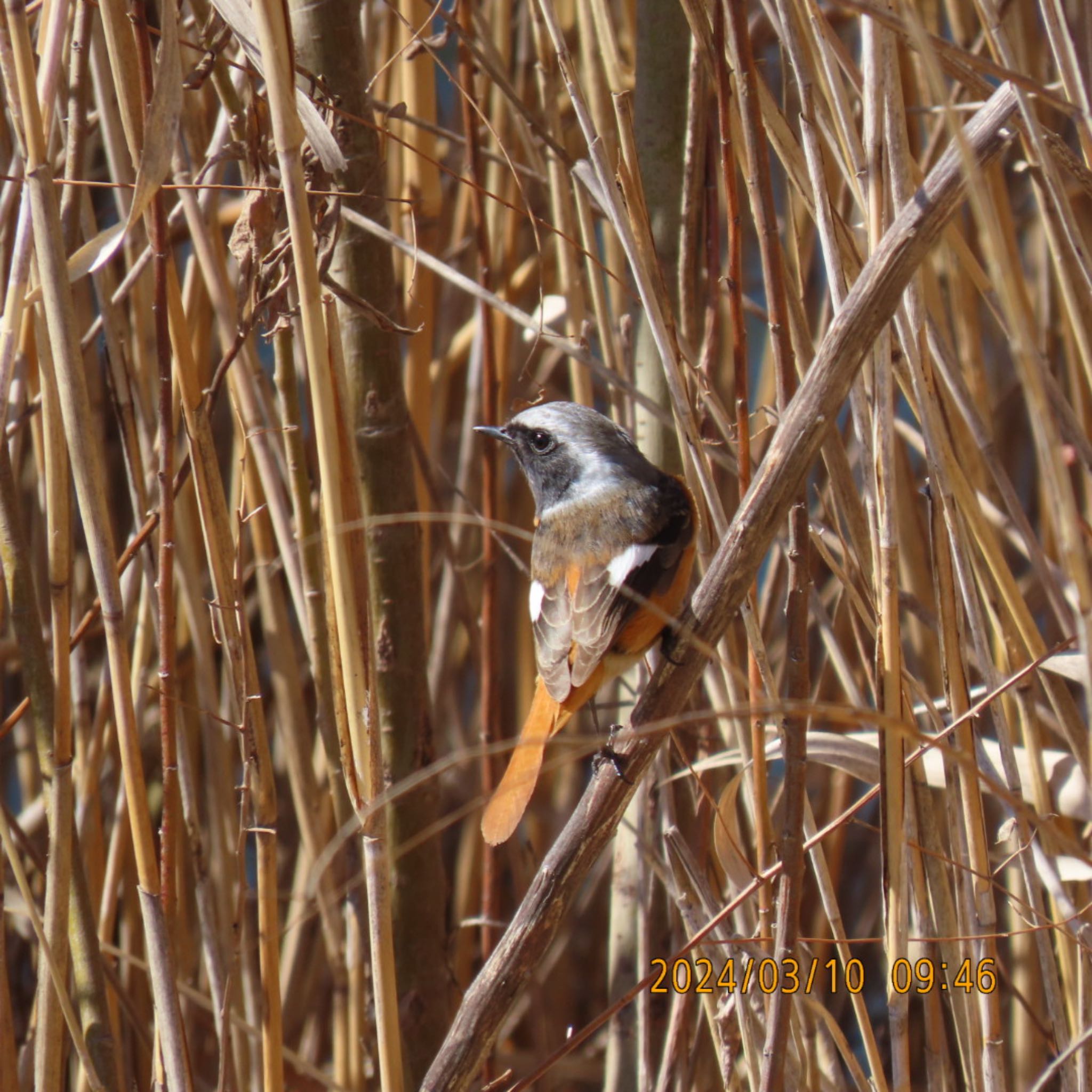 Daurian Redstart