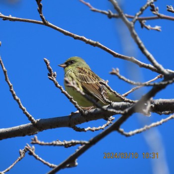 Masked Bunting Toneri Park Sun, 3/10/2024