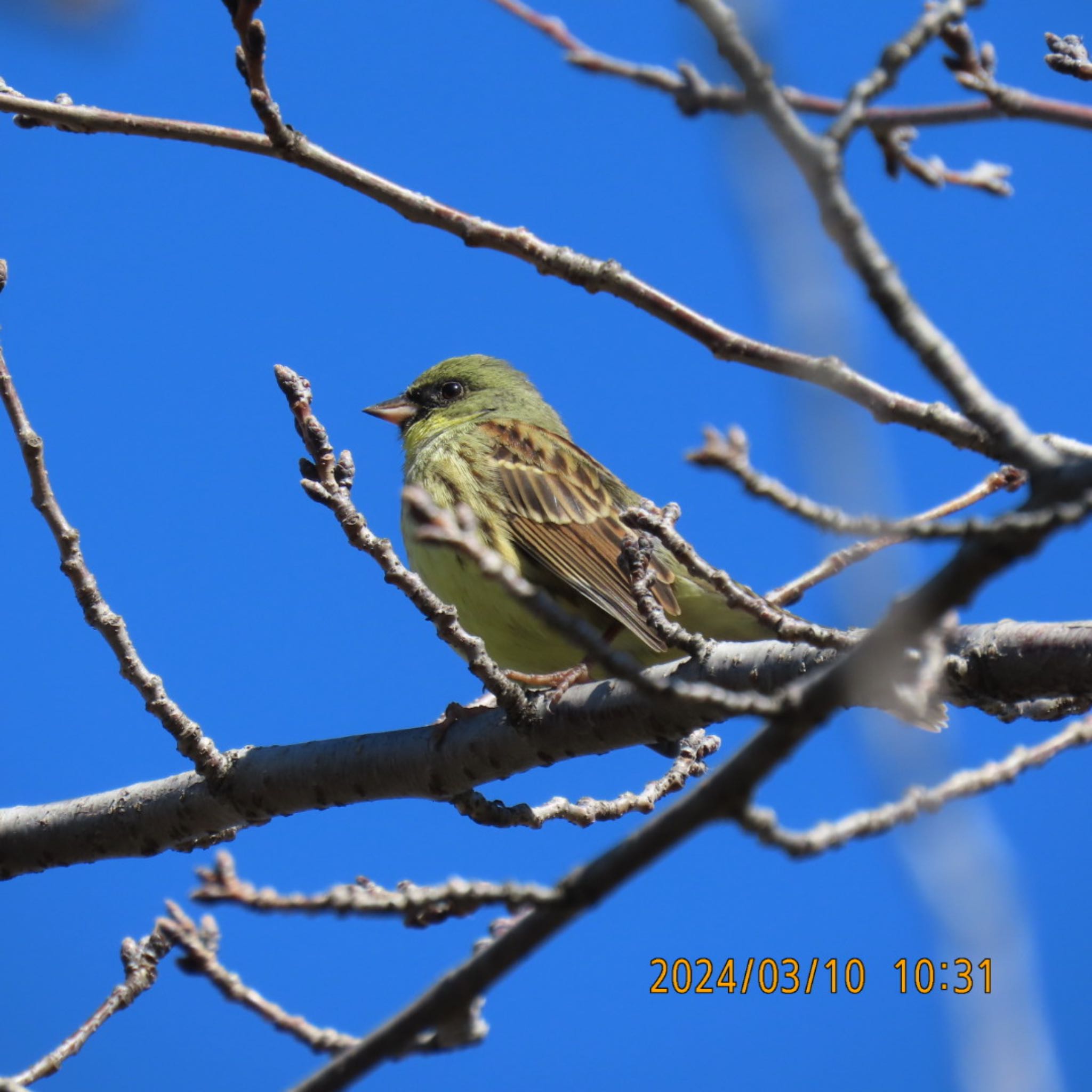 Masked Bunting