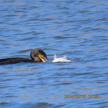 Great Cormorant Toneri Park Sun, 3/10/2024