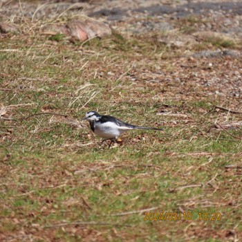 White Wagtail Toneri Park Sun, 3/10/2024