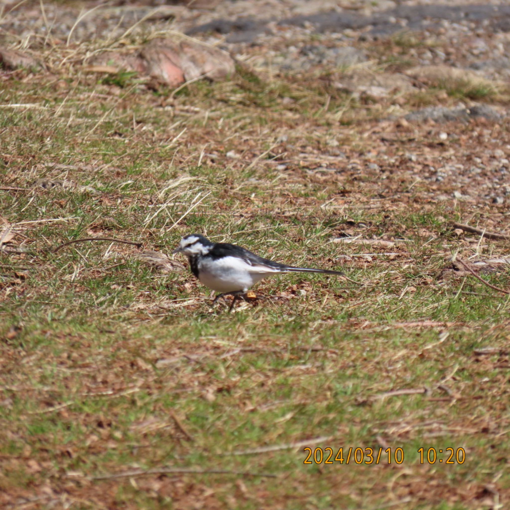 White Wagtail