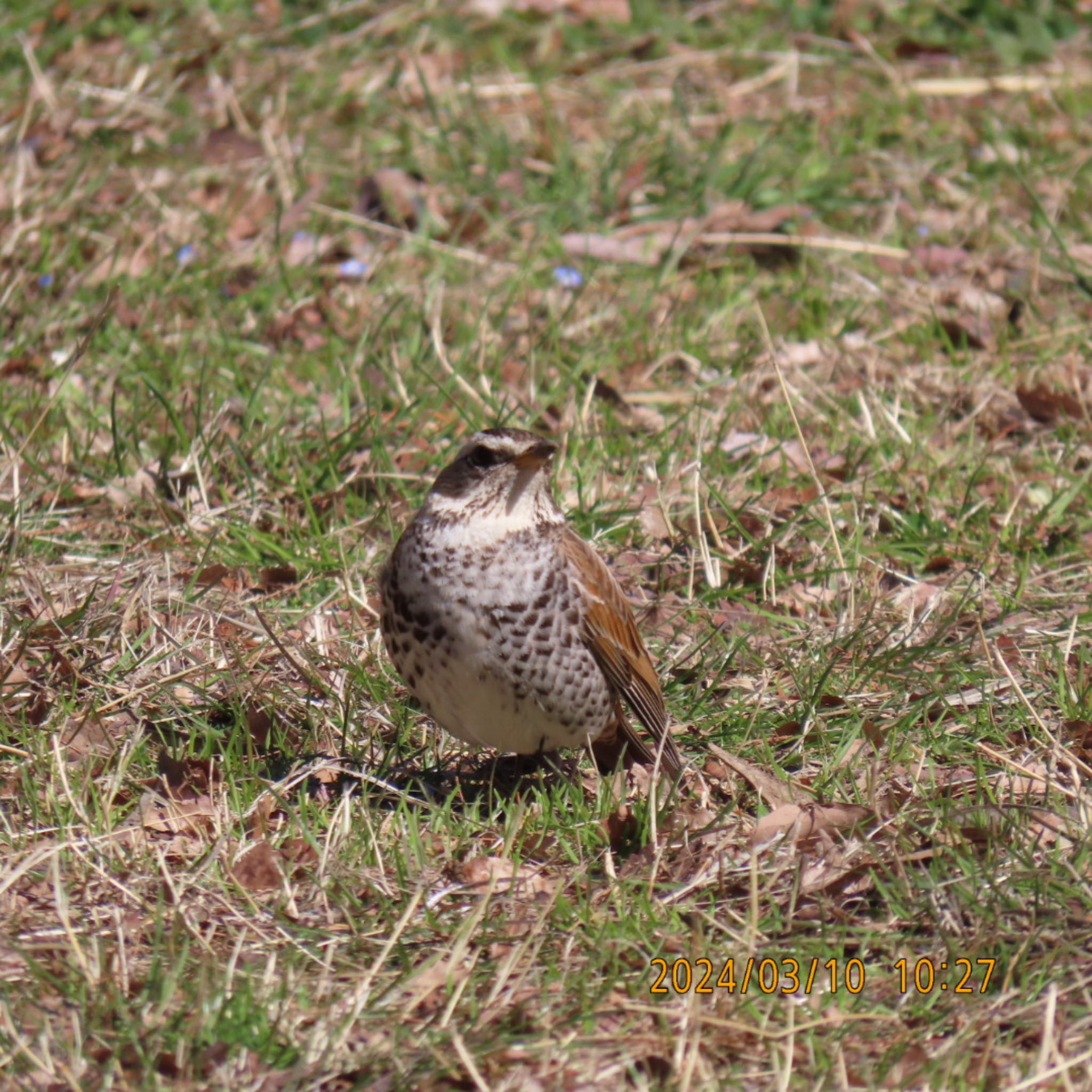 Dusky Thrush