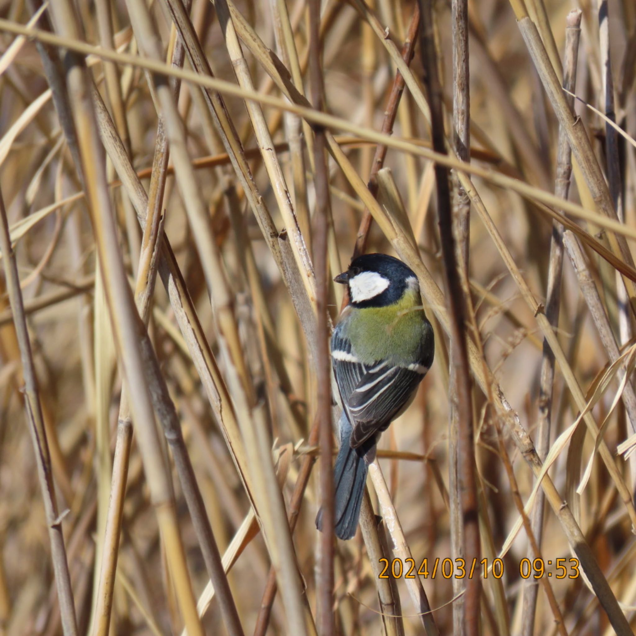 Japanese Tit