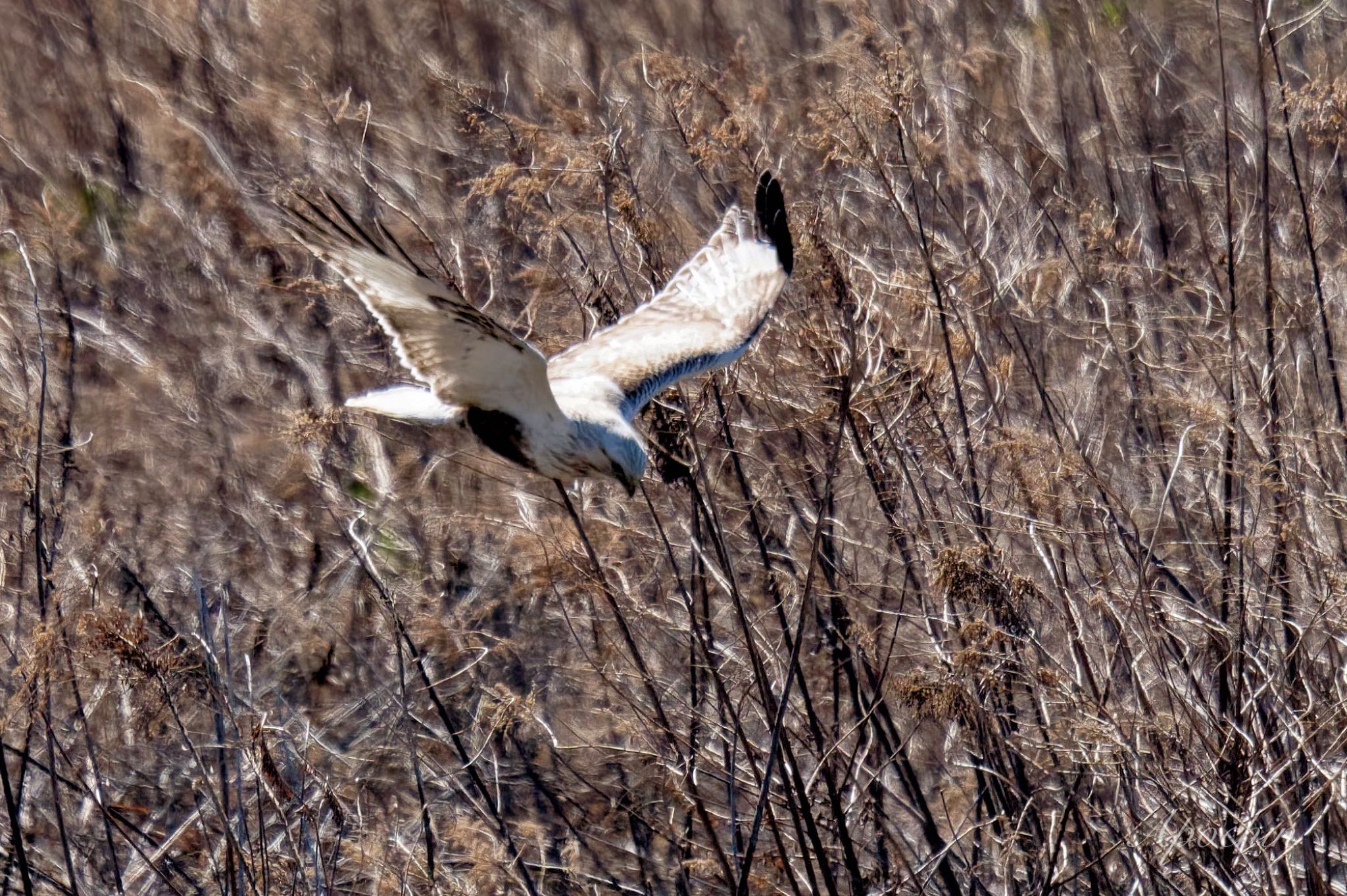 Rough-legged Buzzard