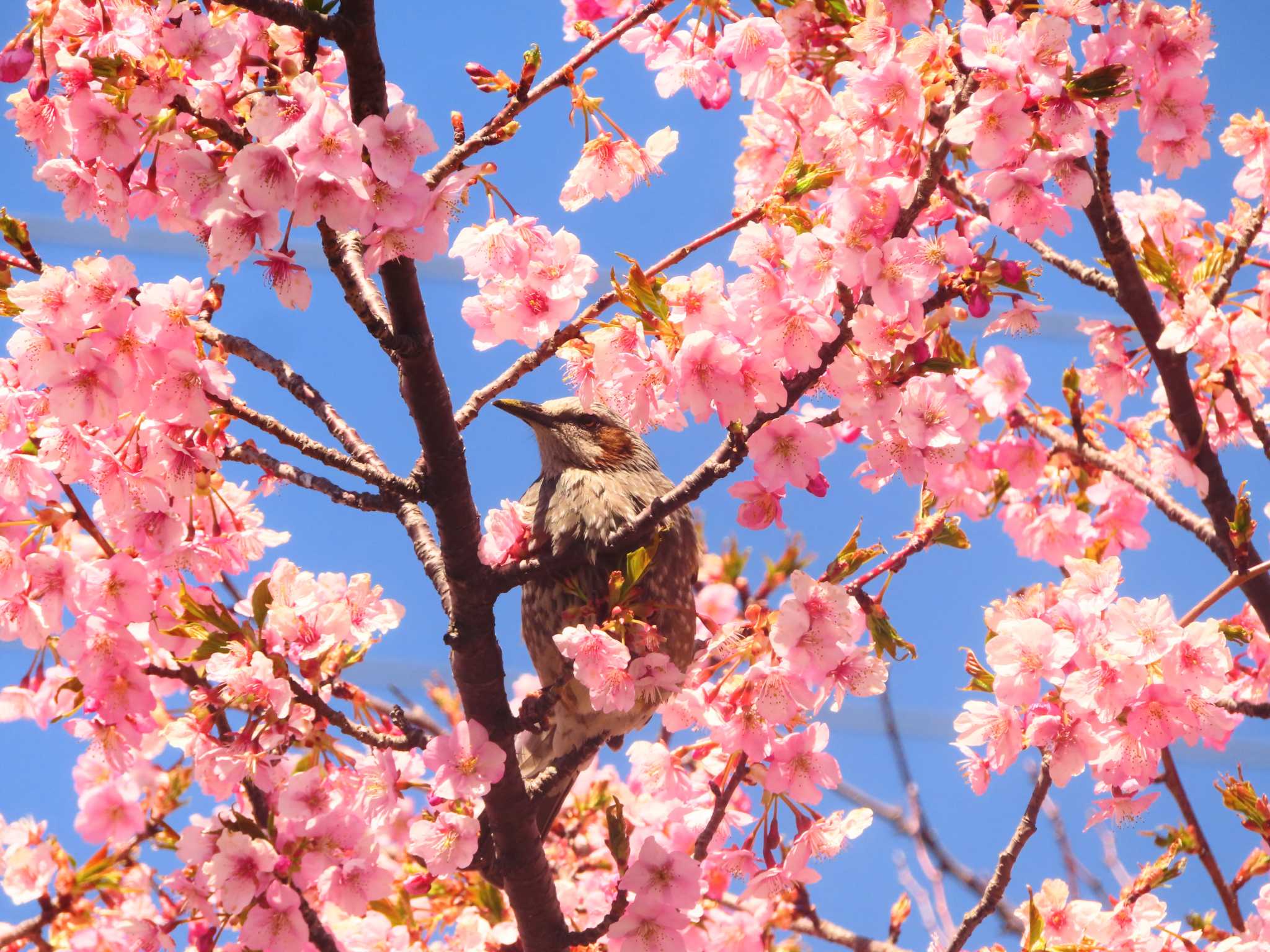 布田道 ヒヨドリの写真 by ゆ