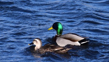 Mallard 田端東遊水池公園 Sat, 3/9/2024