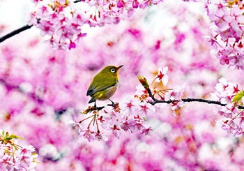 Warbling White-eye 世田谷区 Tue, 3/5/2024