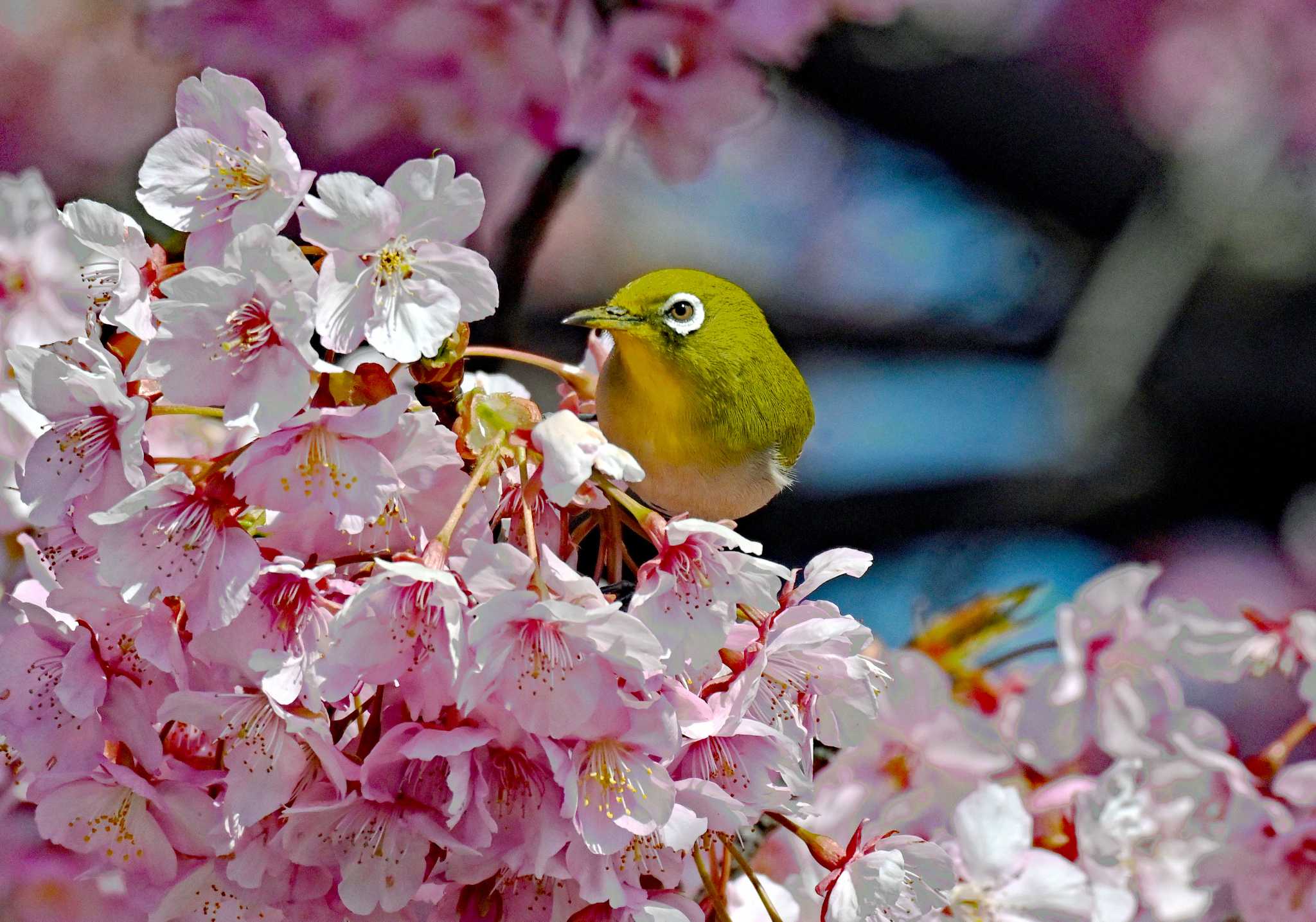 河津桜に群がるメジロ by yuki