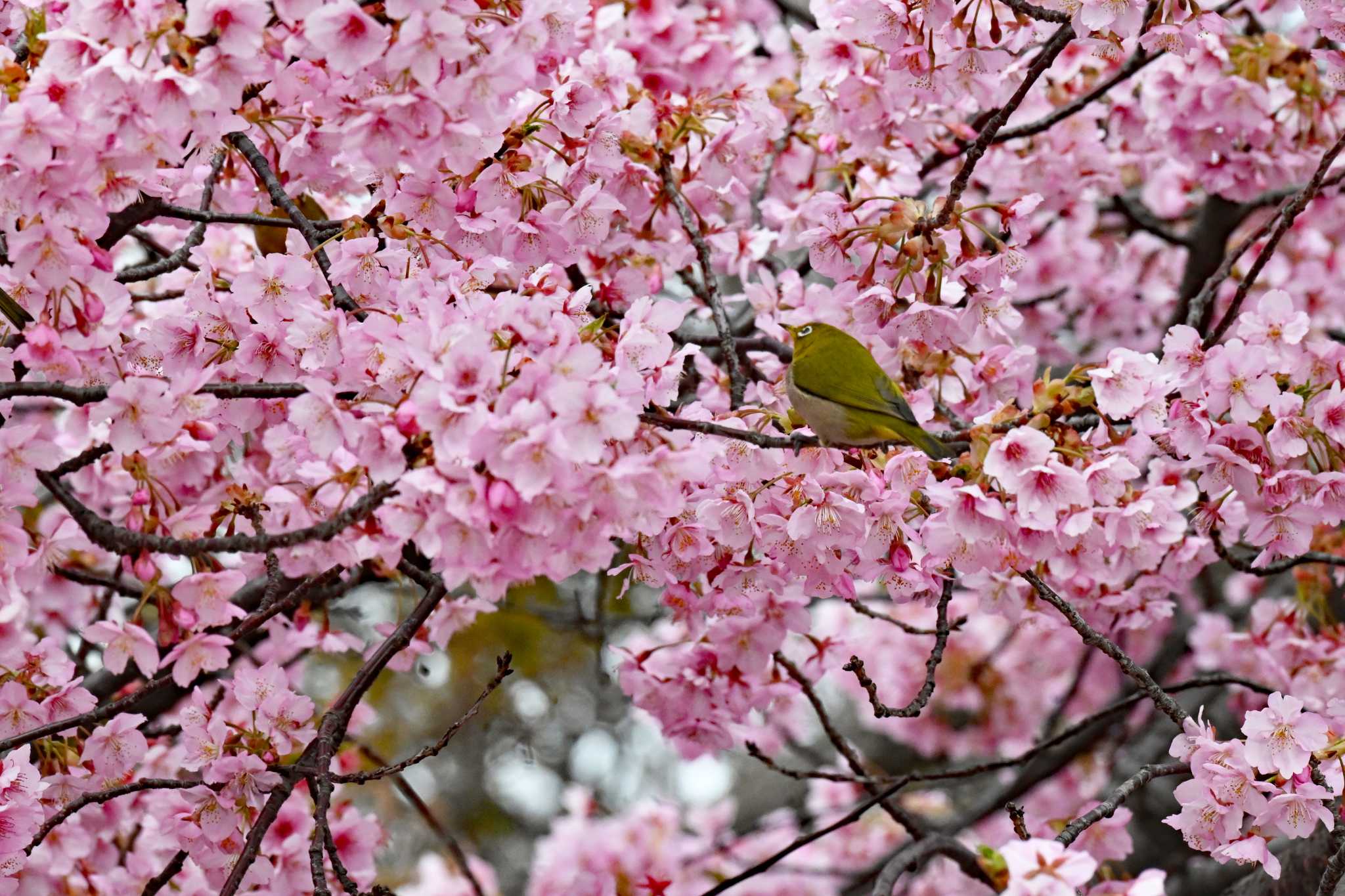 河津桜に群がるメジロ by yuki