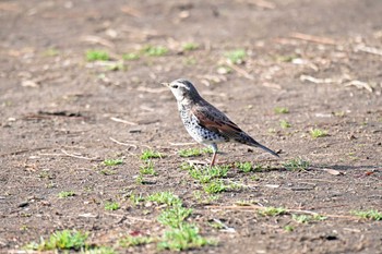 Dusky Thrush 世田谷区 Thu, 2/15/2024