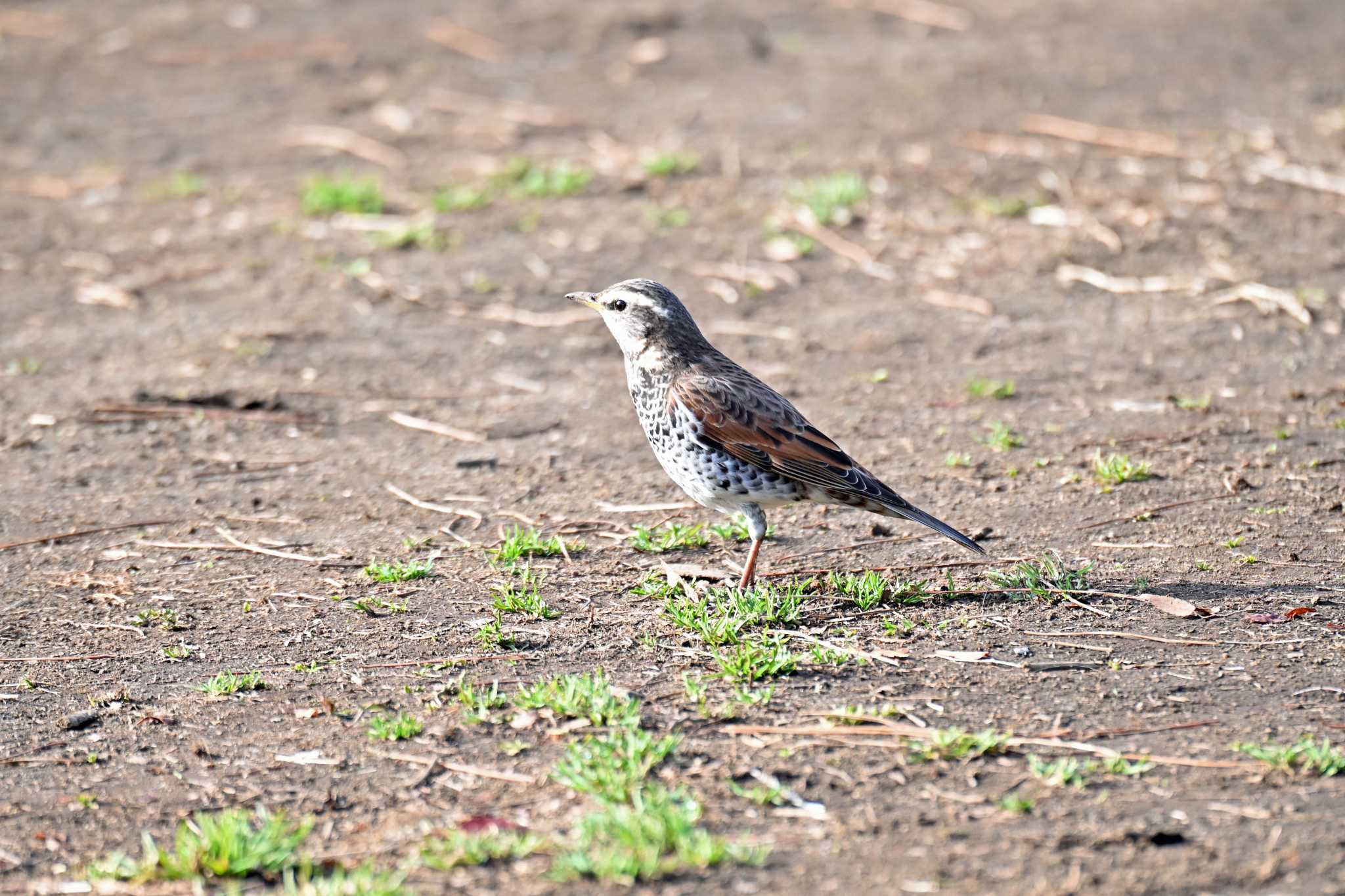 Photo of Dusky Thrush at 世田谷区 by yuki