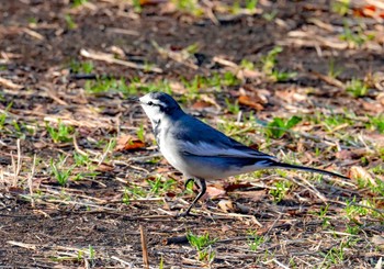 White Wagtail 世田谷区 Mon, 11/27/2023