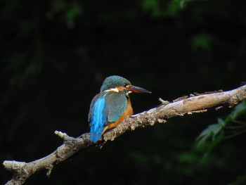 Sun, 10/14/2018 Birding report at 和田堀公園