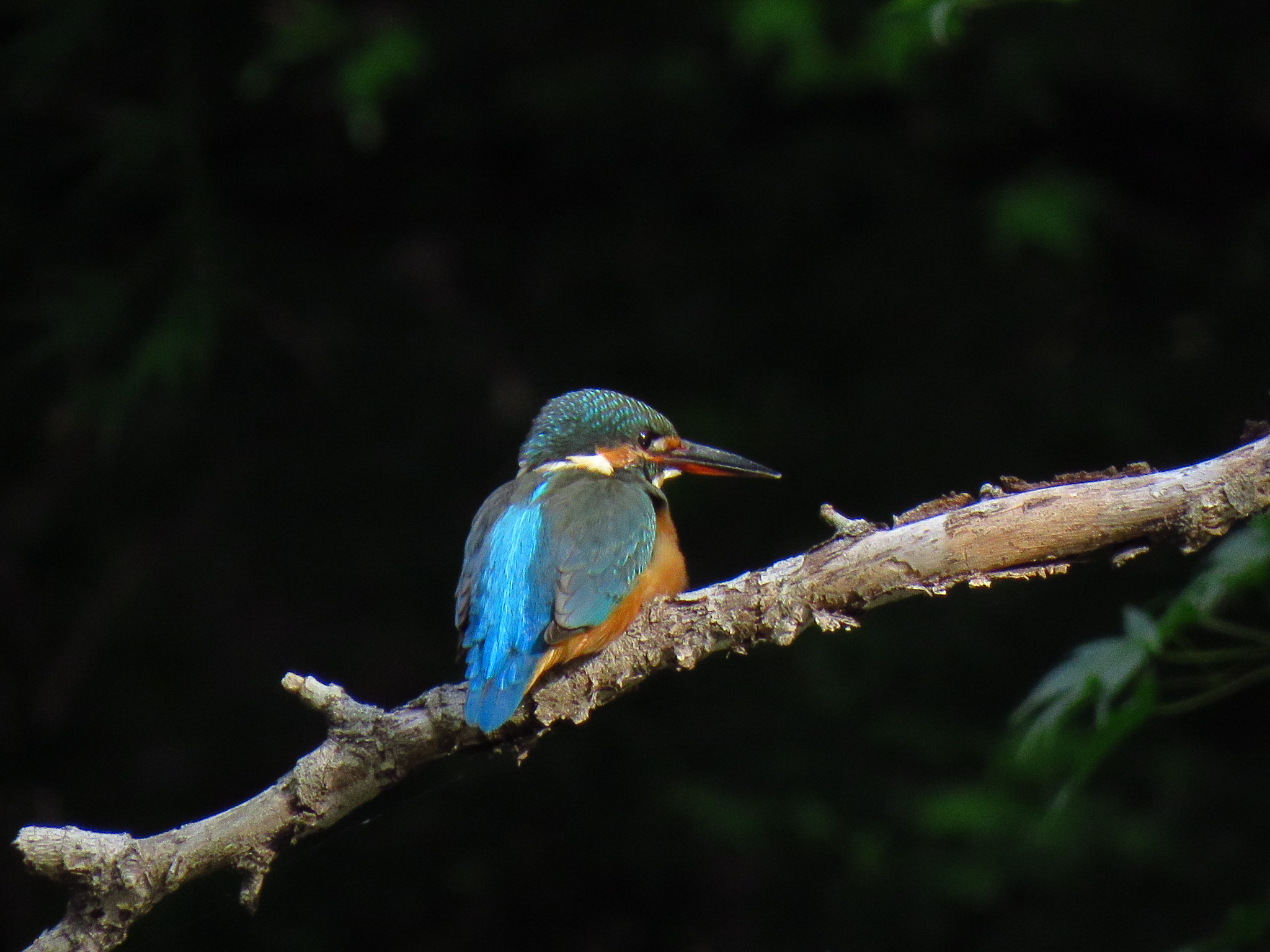 Photo of Common Kingfisher at 和田堀公園 by とろろ