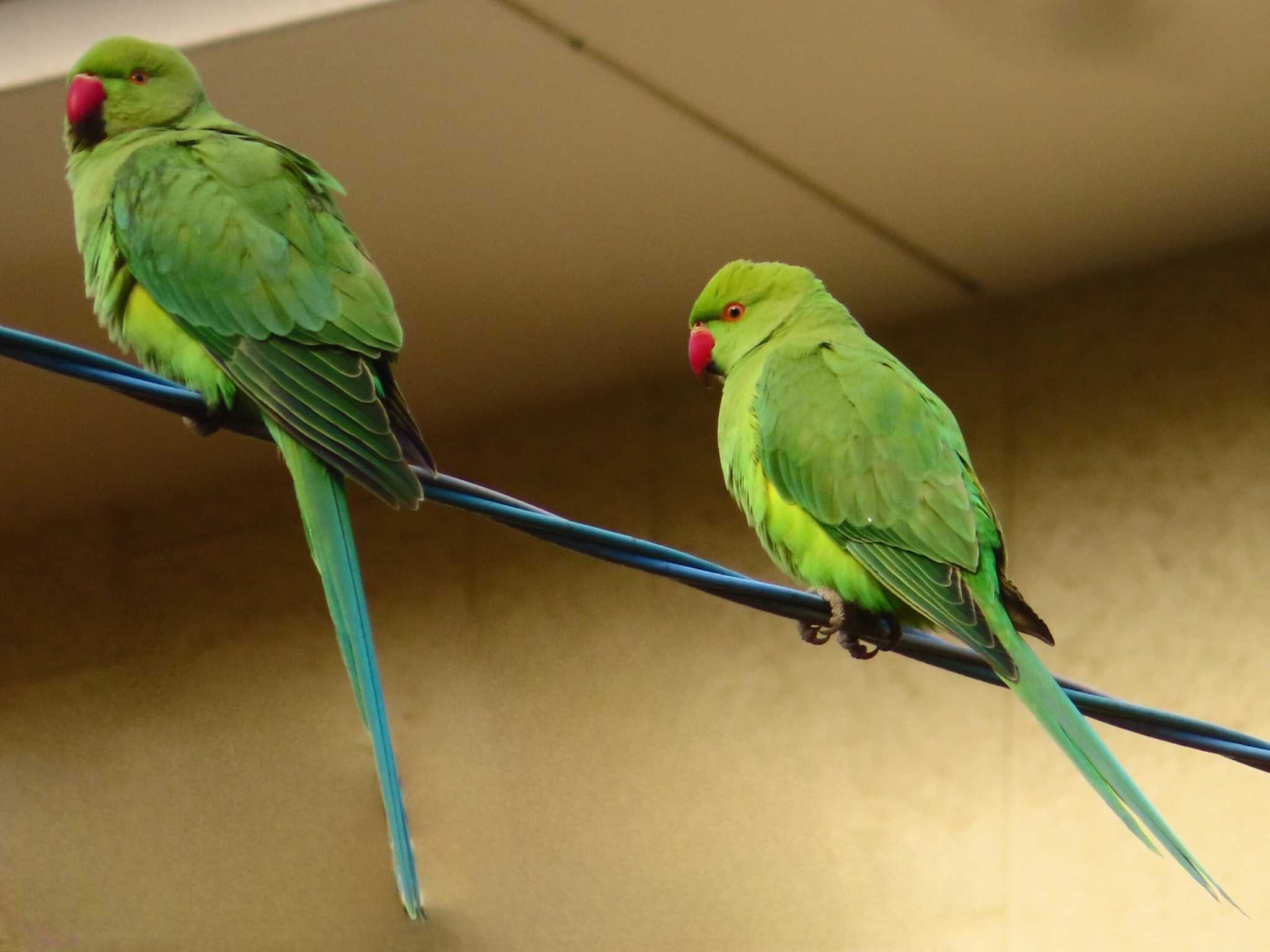 Photo of Indian Rose-necked Parakeet at 善福寺公園 by ゆ