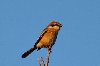 Bull-headed Shrike Koyaike Park Sun, 3/10/2024