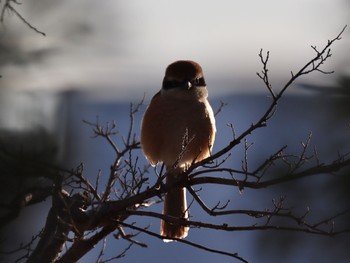 Bull-headed Shrike Koyaike Park Sun, 3/10/2024