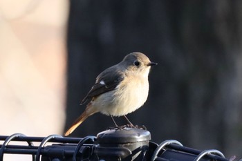 Daurian Redstart Koyaike Park Sun, 3/10/2024