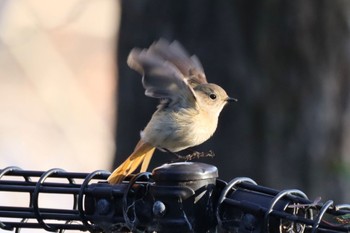 Daurian Redstart Koyaike Park Sun, 3/10/2024