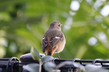 Daurian Redstart Koyaike Park Sun, 3/10/2024