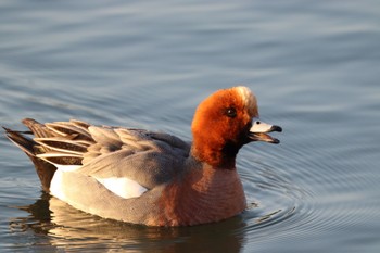 ヒドリガモ 昆陽池公園 2024年3月10日(日)