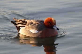 ヒドリガモ 昆陽池公園 2024年3月10日(日)