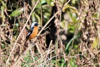 ジョウビタキ 行徳鳥獣保護区 2024年3月10日(日)