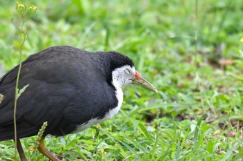 White-breasted Waterhen Iriomote Island(Iriomotejima) Sun, 3/10/2024