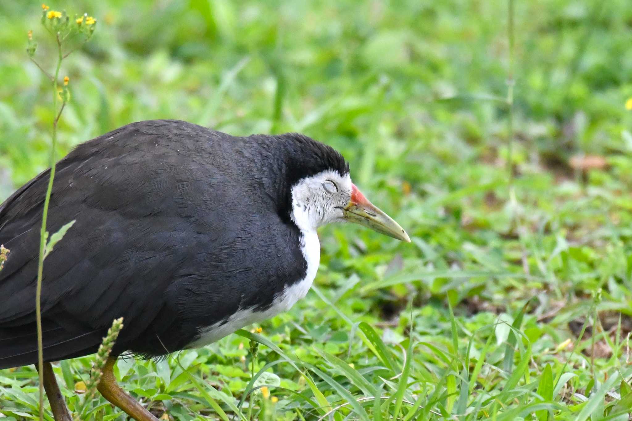 White-breasted Waterhen