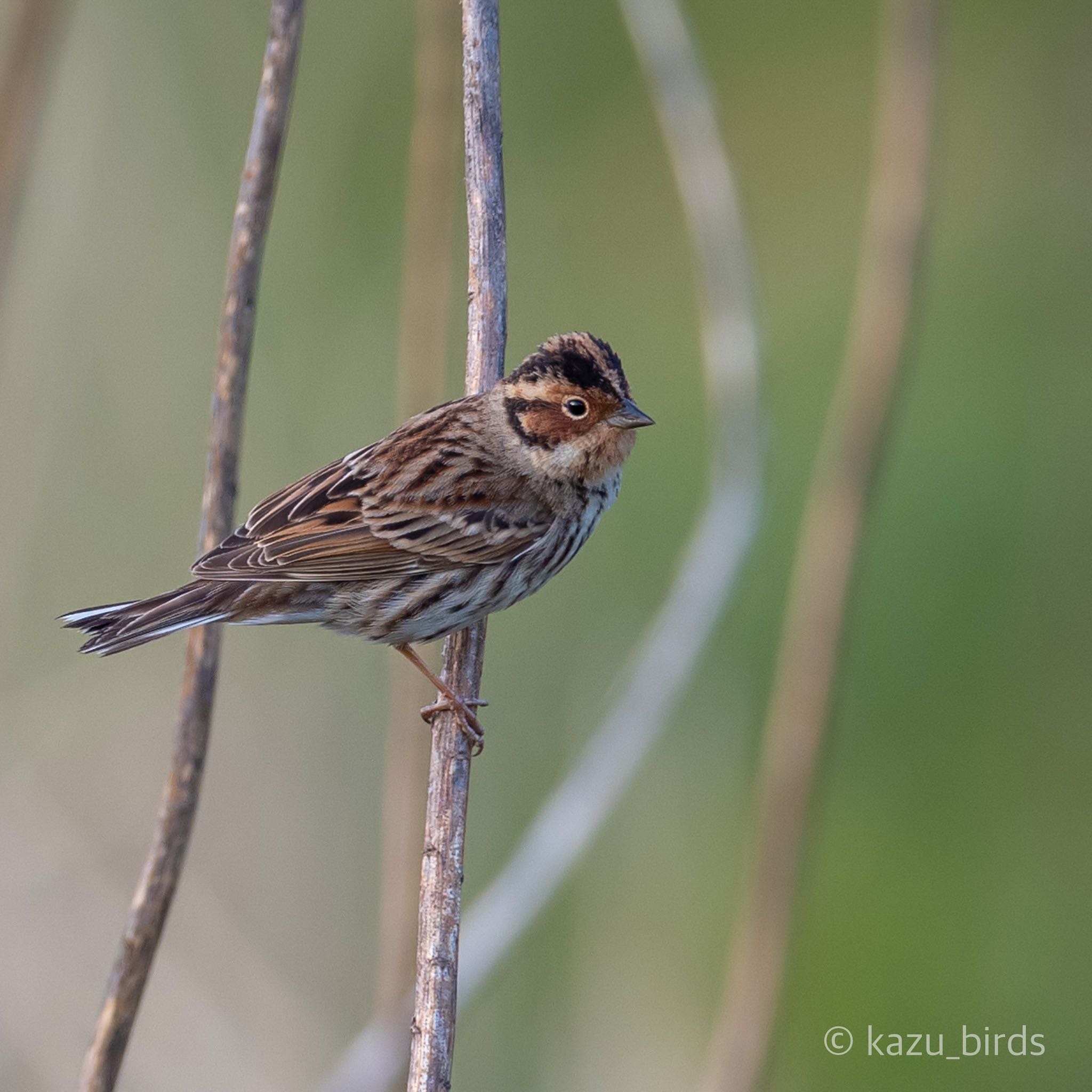 Photo of Little Bunting at 長崎 by アグリ