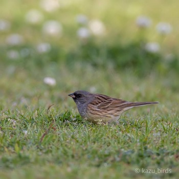 Black-faced Bunting 長崎 Mon, 4/17/2023