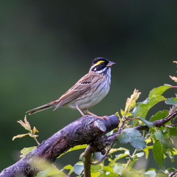 Yellow-browed Bunting 長崎 Tue, 5/2/2023