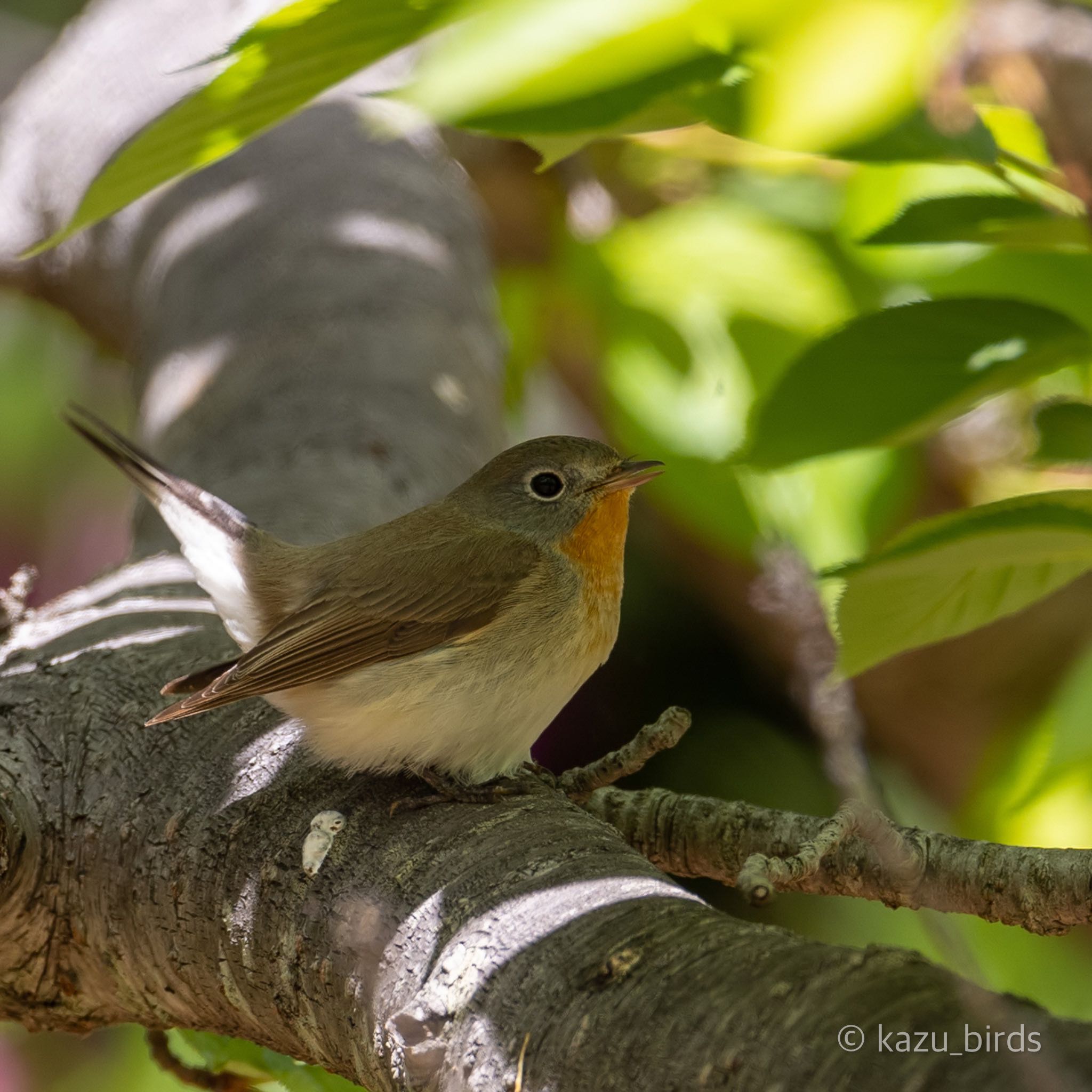 Photo of Red-breasted Flycatcher at 長崎 by アグリ