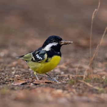 Yellow-bellied Tit 大分 Thu, 2/16/2023